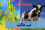 بروسلوز دام، از پایش تا پیشگیری